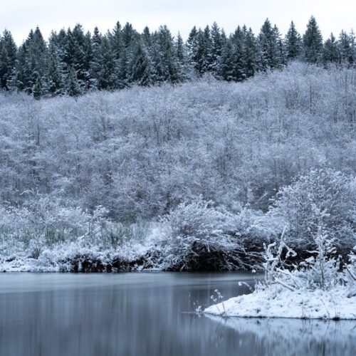 Lake Reflections - A tranquil winter scene of snow-covered trees an #5620313
