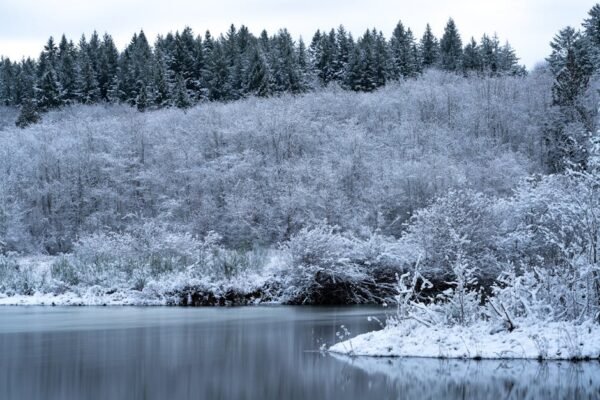 Lake Reflections - A tranquil winter scene of snow-covered trees an #5620313