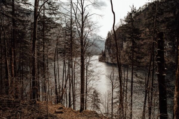 Lake Reflections - A peaceful scene of forest trees overlooking a t #6128463
