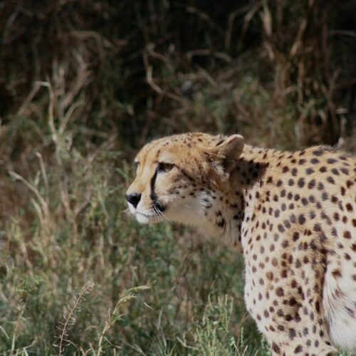 Desert Wilderness - Close-up of a majestic cheetah in its natural ha #7531040
