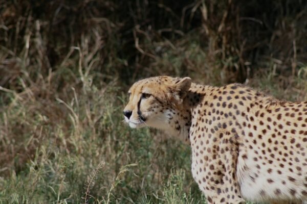 Desert Wilderness - Close-up of a majestic cheetah in its natural ha #7531040