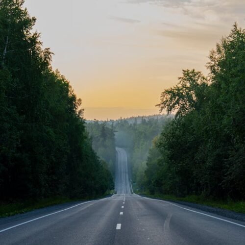 Forest Nature - Peaceful road through lush forest at sunrise nea #8858008