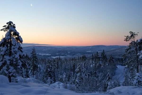 Forest Nature - Snow-covered forest in Krøderen, Norway with cre #8875448