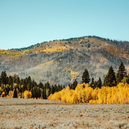 Forest Nature - A beautiful autumn landscape showcasing vibrant  #9825172