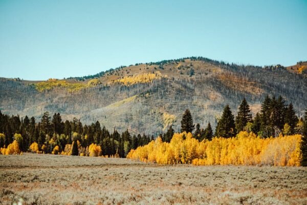 Forest Nature - A beautiful autumn landscape showcasing vibrant  #9825172